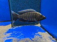 Copadichromis virginalis fire crest 6-8 cm