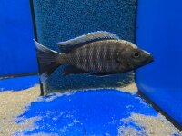 Copadichromis virginalis fire crest 6-8 cm