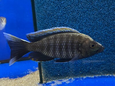 Copadichromis virginalis fire crest 10-12 cm