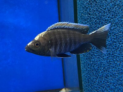 Copadichromis virginalis fire crest 10-12 cm