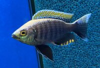 Copadichromis virginalis fire crest 10-12 cm