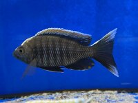Copadichromis virginalis fire crest 10-12 cm