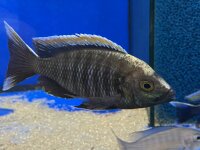 Copadichromis virginalis fire crest 10-12 cm