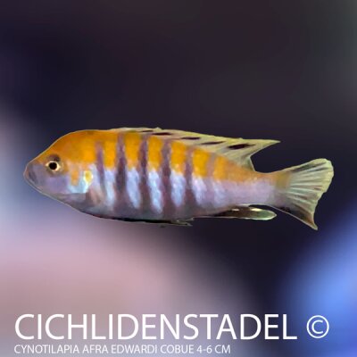 Cynotilapia afra Cobue 5-6 cm