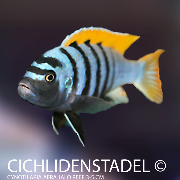 Cynotilapia afra Jalo Reef 5-6 cm