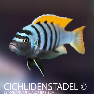 Cynotilapia afra Jalo Reef 6-8 cm