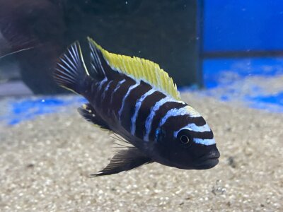 Cynotilapia afra spec Deep Ndonga 5-6 cm