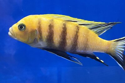 Cynotilapia spec. Lion Sanga 6-8 cm