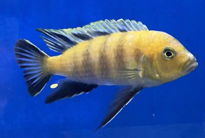 Cynotilapia spec. Lion Sanga 6-8 cm