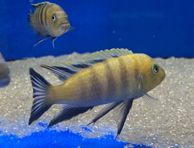 Cynotilapia spec. Lion Sanga 6-8 cm