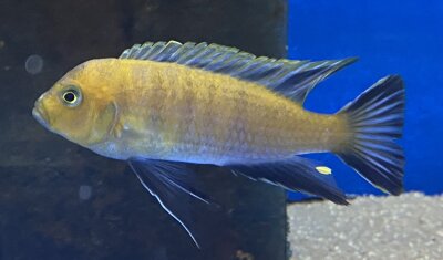 Cynotilapia spec. Lion Sanga 6-8 cm