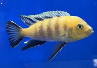 Cynotilapia spec. Lion Sanga 6-8 cm
