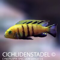 Cynotilapia spec. Lion Sanga 6-8 cm