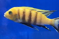 Cynotilapia spec. Lion Sanga 6-8 cm
