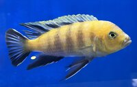 Cynotilapia spec. Lion Sanga 6-8 cm