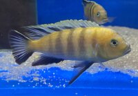 Cynotilapia spec. Lion Sanga 6-8 cm