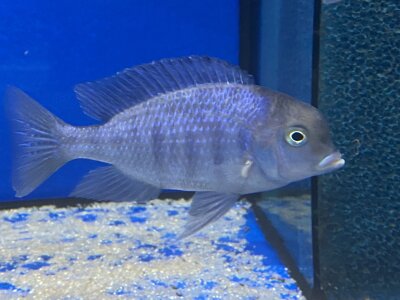 Cyrtocara moorii 8-10 cm