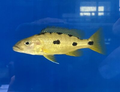 Exochochromis anagenys yellow 9-11 cm