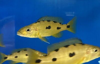 Exochochromis anagenys yellow 9-11 cm