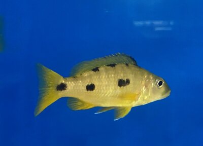 Exochochromis anagenys yellow 9-11 cm