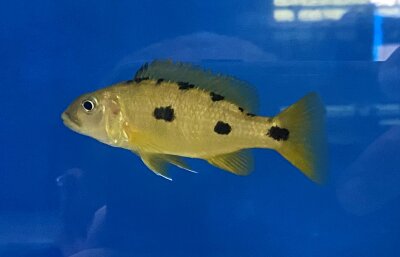 Exochochromis anagenys yellow 9-11 cm