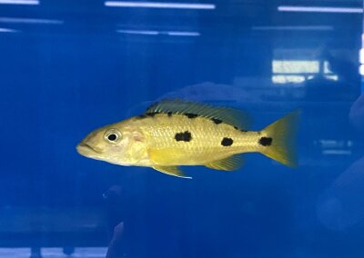 Exochochromis anagenys yellow 9-11 cm