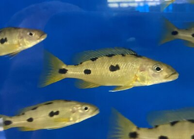 Exochochromis anagenys yellow 9-11 cm