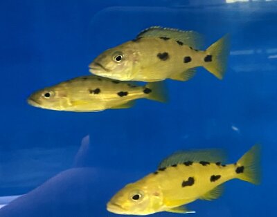 Exochochromis anagenys yellow 9-11 cm