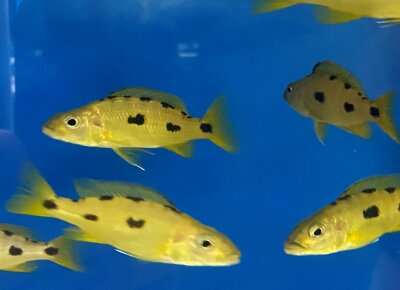 Exochochromis anagenys yellow 9-11 cm