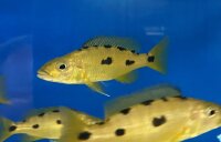 Exochochromis anagenys yellow 9-11 cm