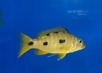 Exochochromis anagenys yellow 9-11 cm