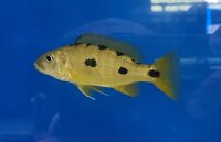 Exochochromis anagenys yellow 9-11 cm