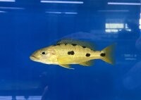Exochochromis anagenys yellow 9-11 cm