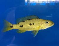 Exochochromis anagenys yellow 9-11 cm