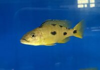 Exochochromis anagenys yellow 9-11 cm