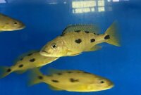Exochochromis anagenys yellow 9-11 cm