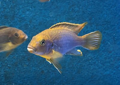 Jodotropheus sprengerae 7-8 cm