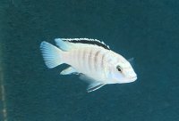 Labidochromis caeruleus white Nkali 4-5 cm