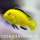 Labidochromis caeruleus yellow 5-6 cm