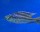 Cheilochromis euchilus 12-15 cm
