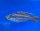 Cheilochromis euchilus 12-15 cm
