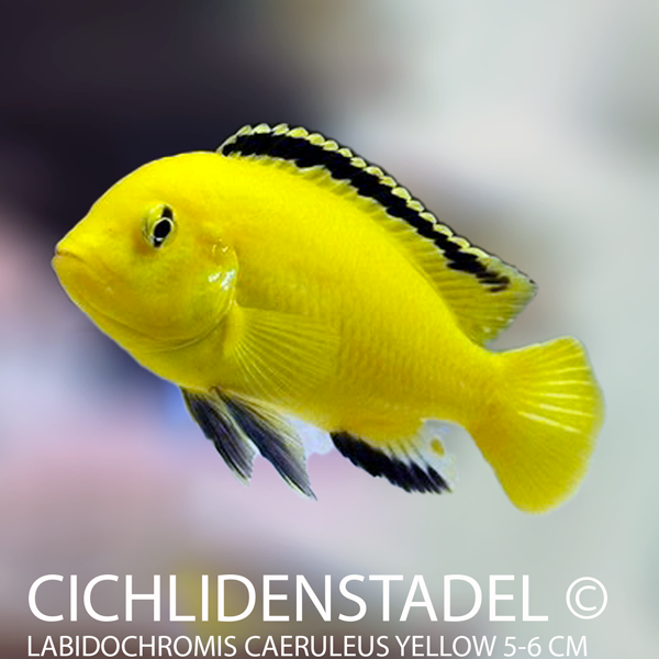 Labidochromis caeruleus yellow 6-7 cm