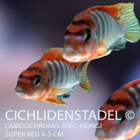 Labidochromis spec. Hongi super red 4-5 cm