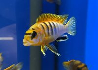 Labidochromis spec. Hongi super red 4-5 cm