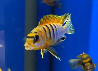Labidochromis spec. Hongi "Sweden red" 4-5 cm