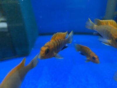 Labidochromis spec. Hongi "Sweden red" 4-5 cm