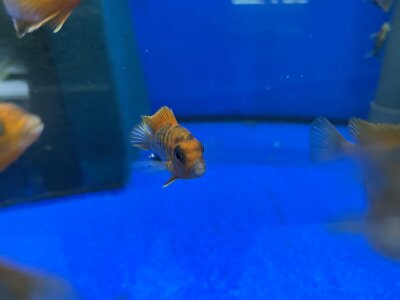 Labidochromis spec. Hongi "Sweden red" 4-5 cm