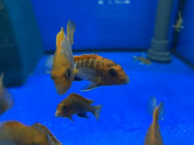 Labidochromis spec. Hongi "Sweden red" 4-5 cm
