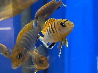 Labidochromis spec. Hongi "Sweden red" 4-5 cm