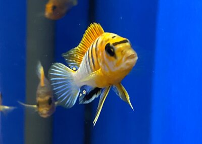 Labidochromis spec. Hongi "Sweden red" 4-5 cm